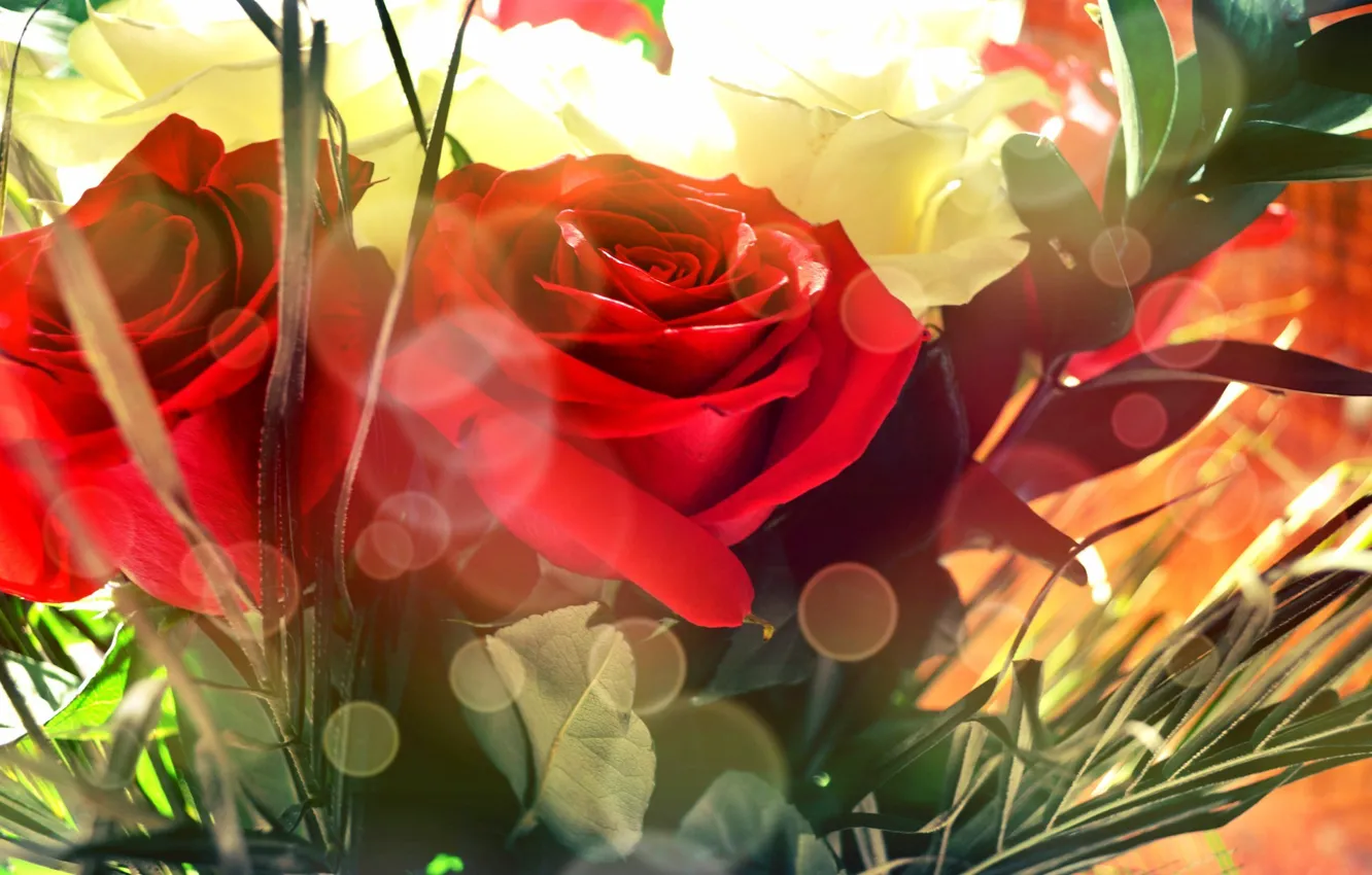 Photo wallpaper flowers, roses, bouquet, red, red, flowers, bouquet, roses
