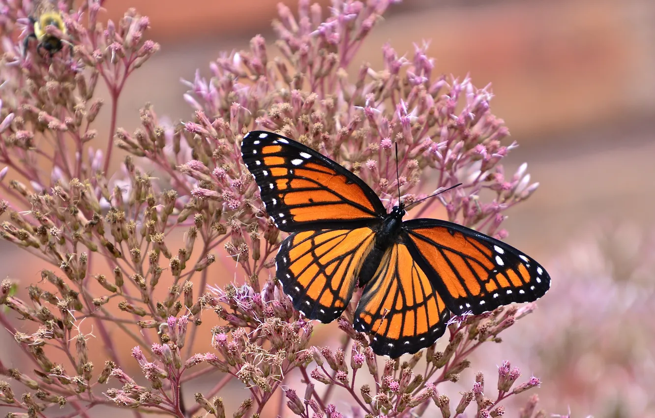 Photo wallpaper macro, butterfly, The monarch