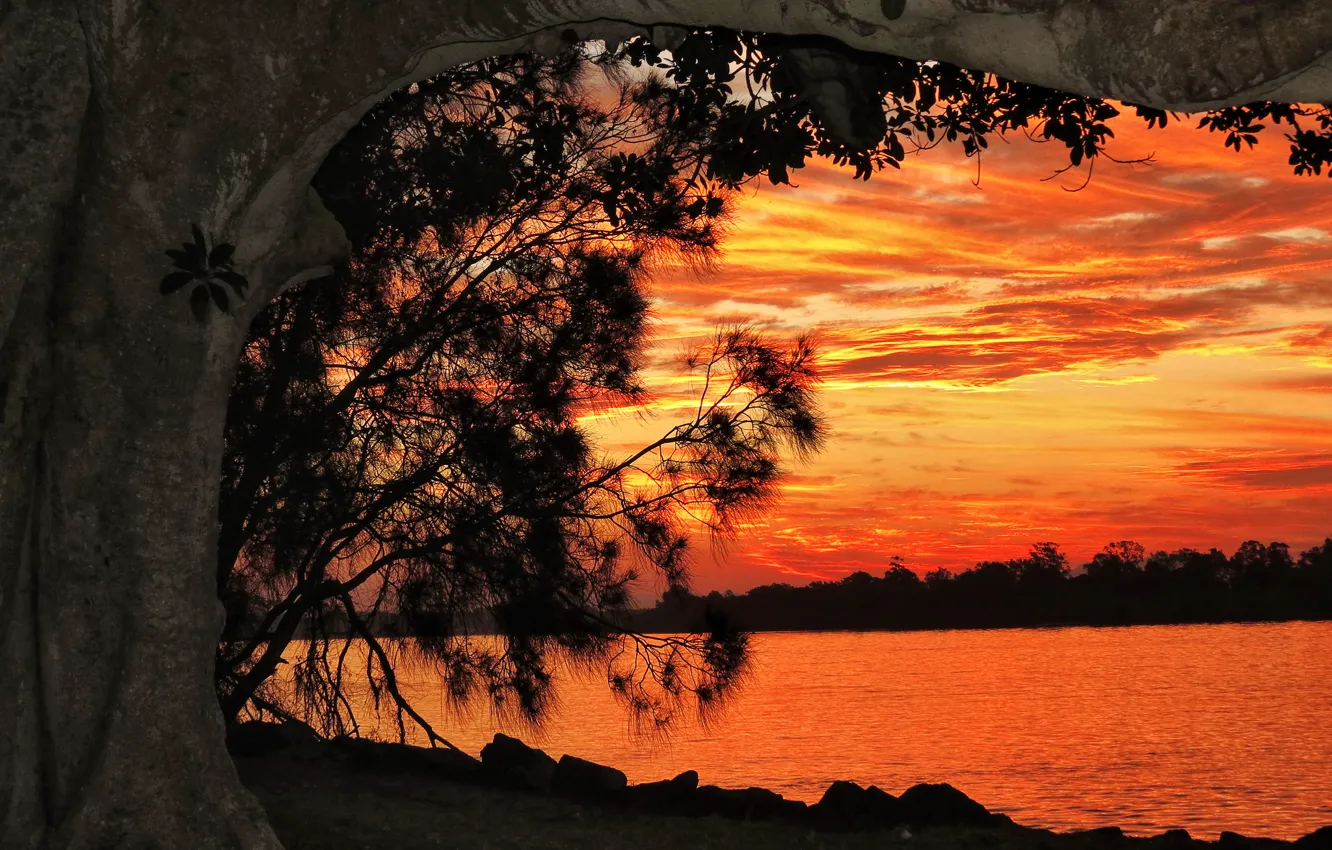Photo wallpaper sunset, river, tree