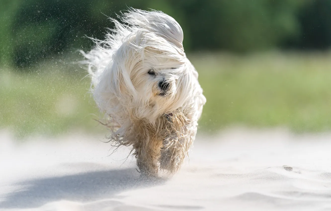 Photo wallpaper sand, dog, The Havanese, shaggy