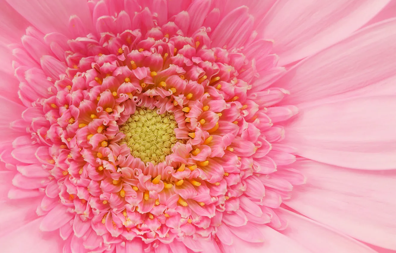 Photo wallpaper petals, pink, gerbera