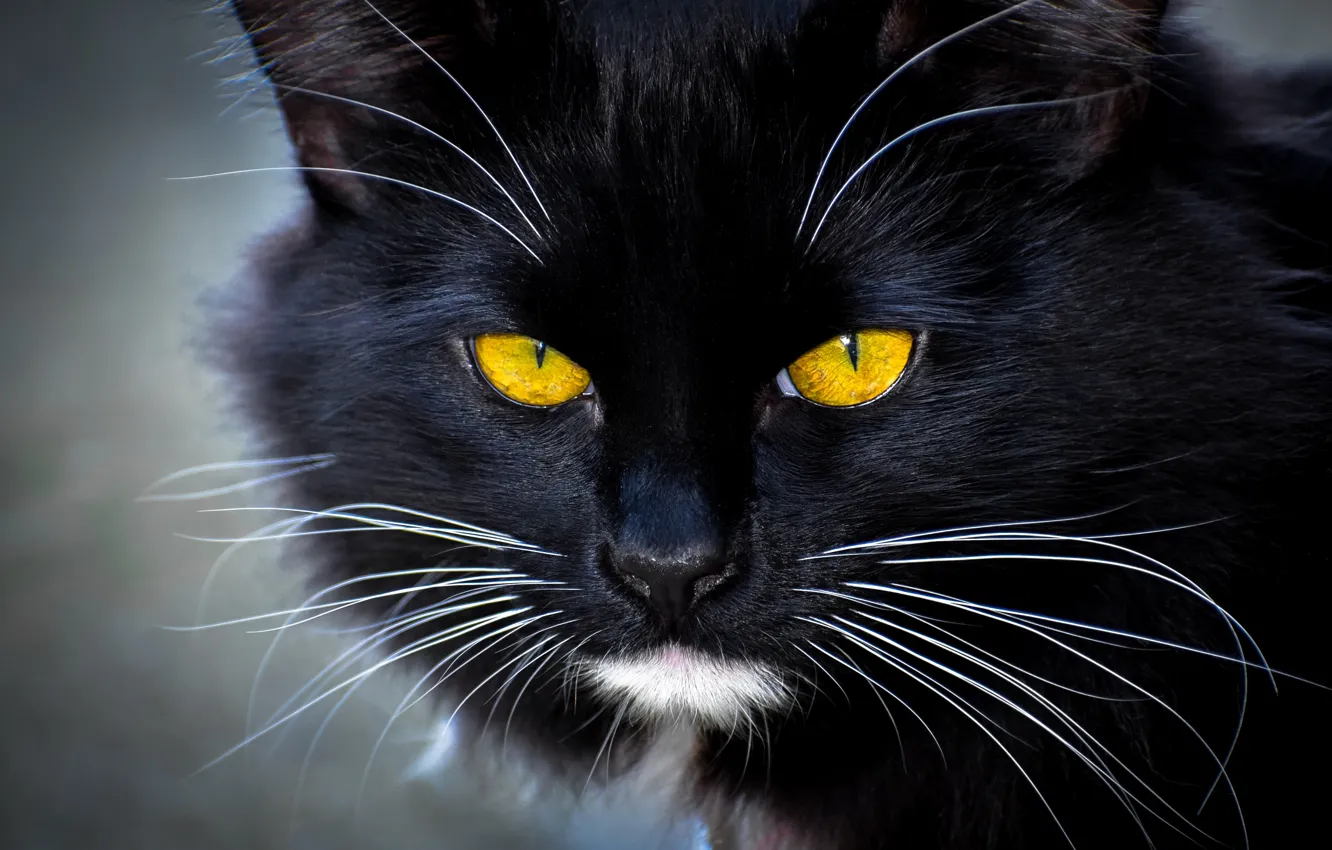 Photo wallpaper cat, eyes, mustache, black