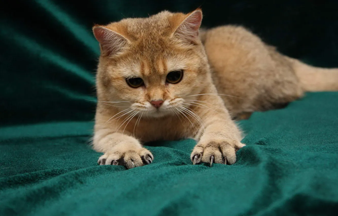 Photo wallpaper cat, paws, claws, awesomely