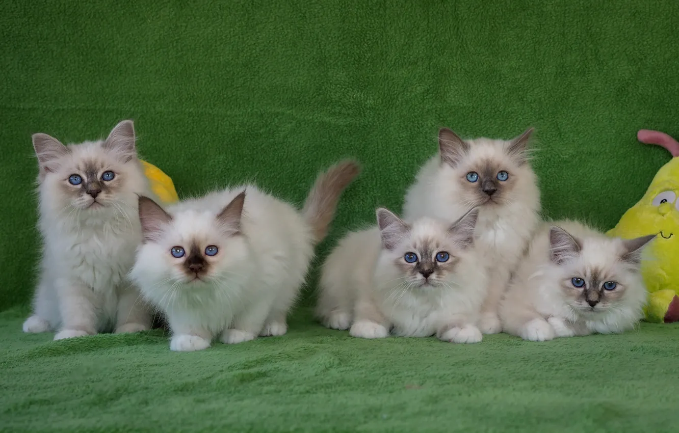 Photo wallpaper look, pose, kitty, background, toys, kittens, white, kitty