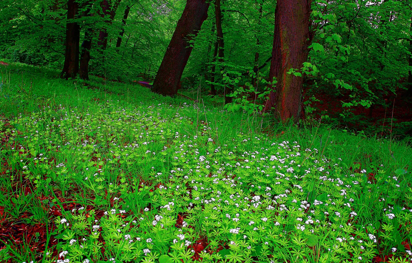 Photo wallpaper forest, grass, trees, flowers, the edge