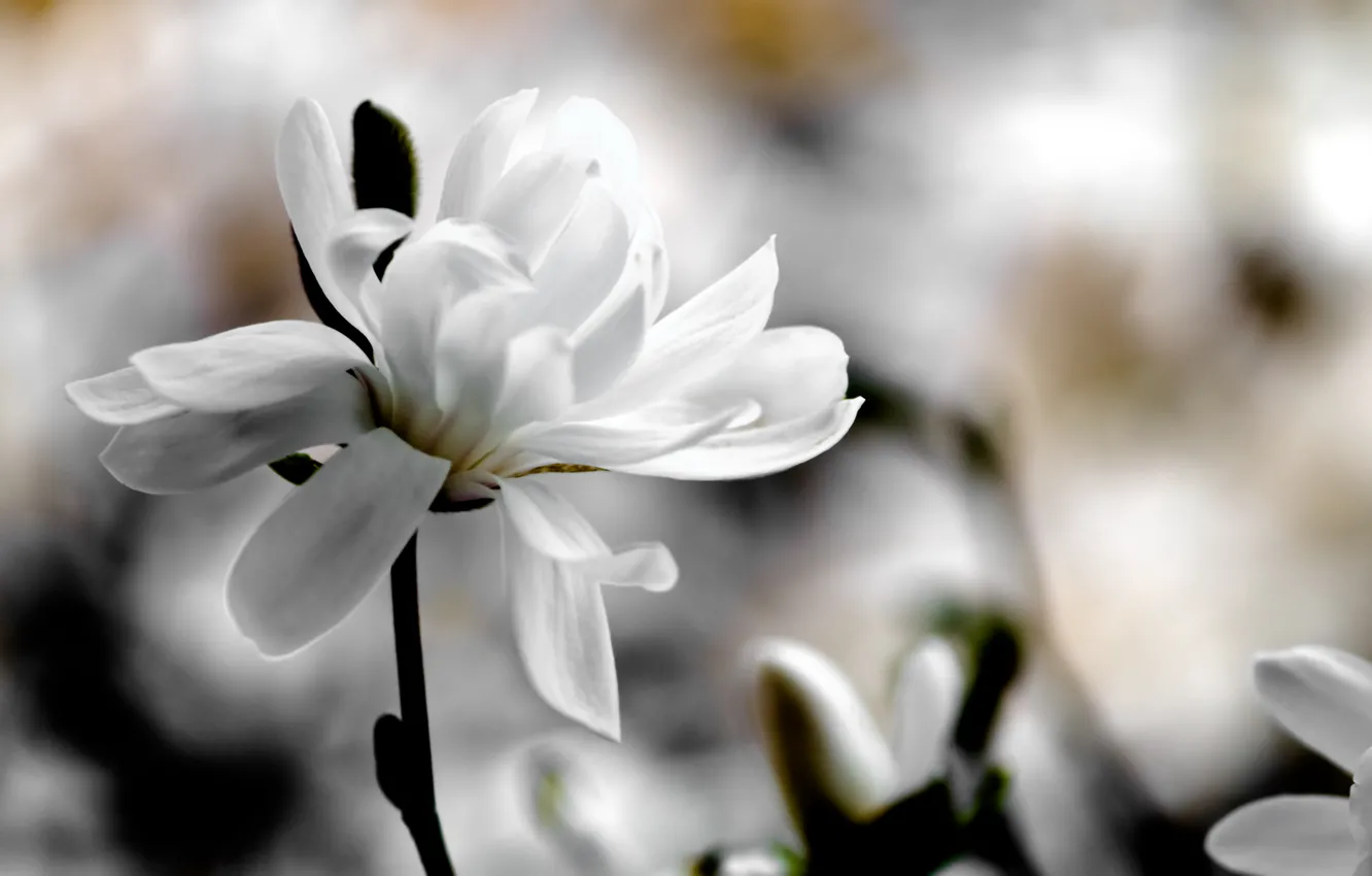 Photo wallpaper white, flower, macro, flowers, background, spring, blur, Magnolia