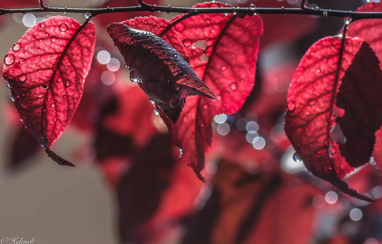 Photo wallpaper autumn, leaves, macro, branch