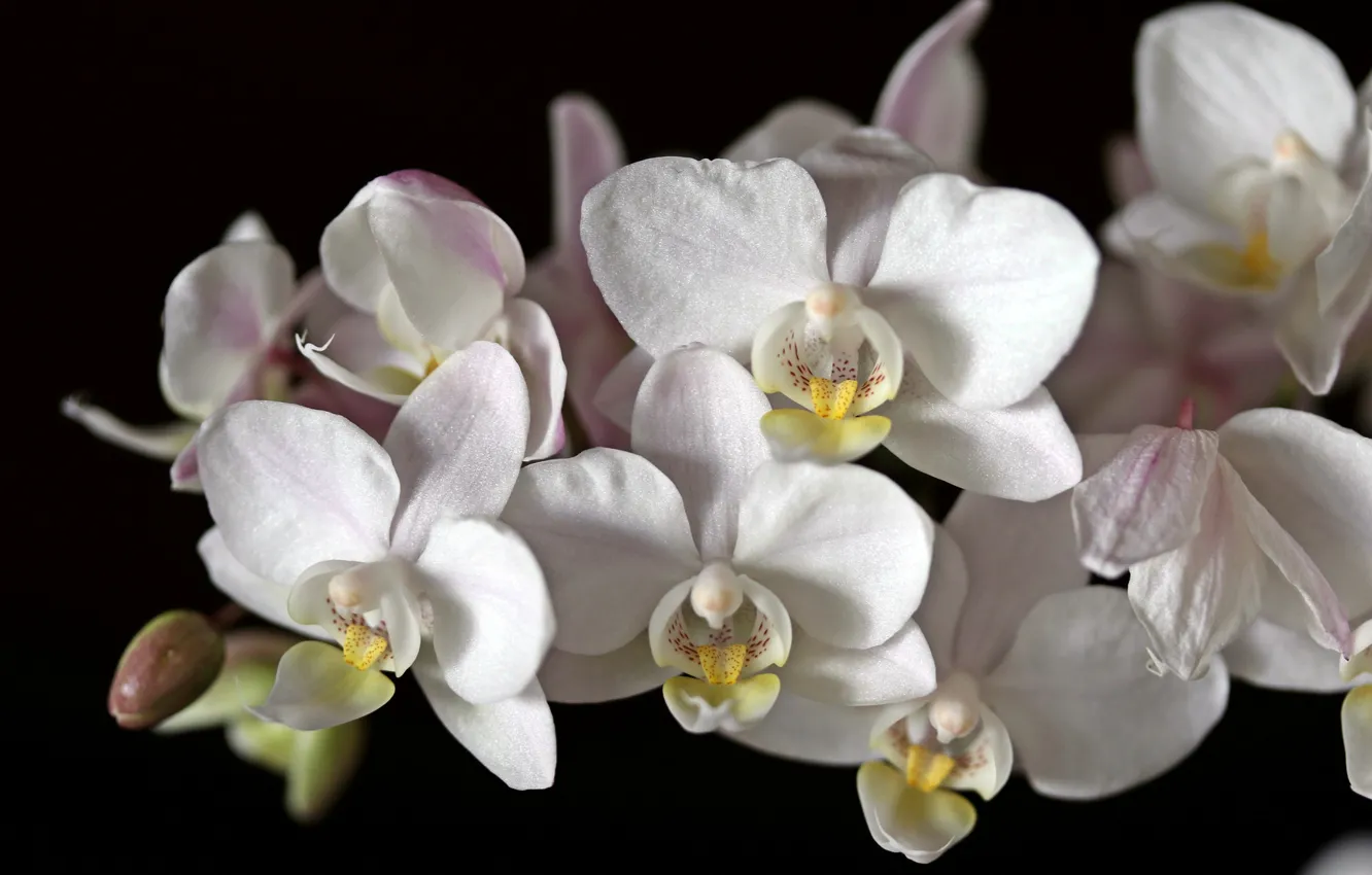 Photo wallpaper macro, white, Orchid