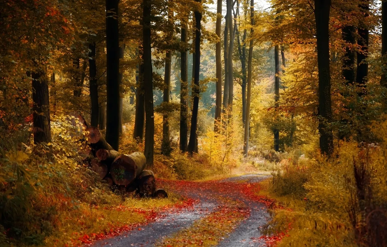 Photo wallpaper road, autumn, forest