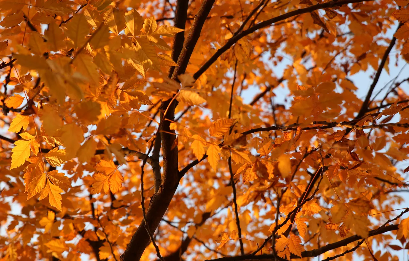 Photo wallpaper autumn, leaves, light, trees, orange, branches, foliage, the colors of autumn