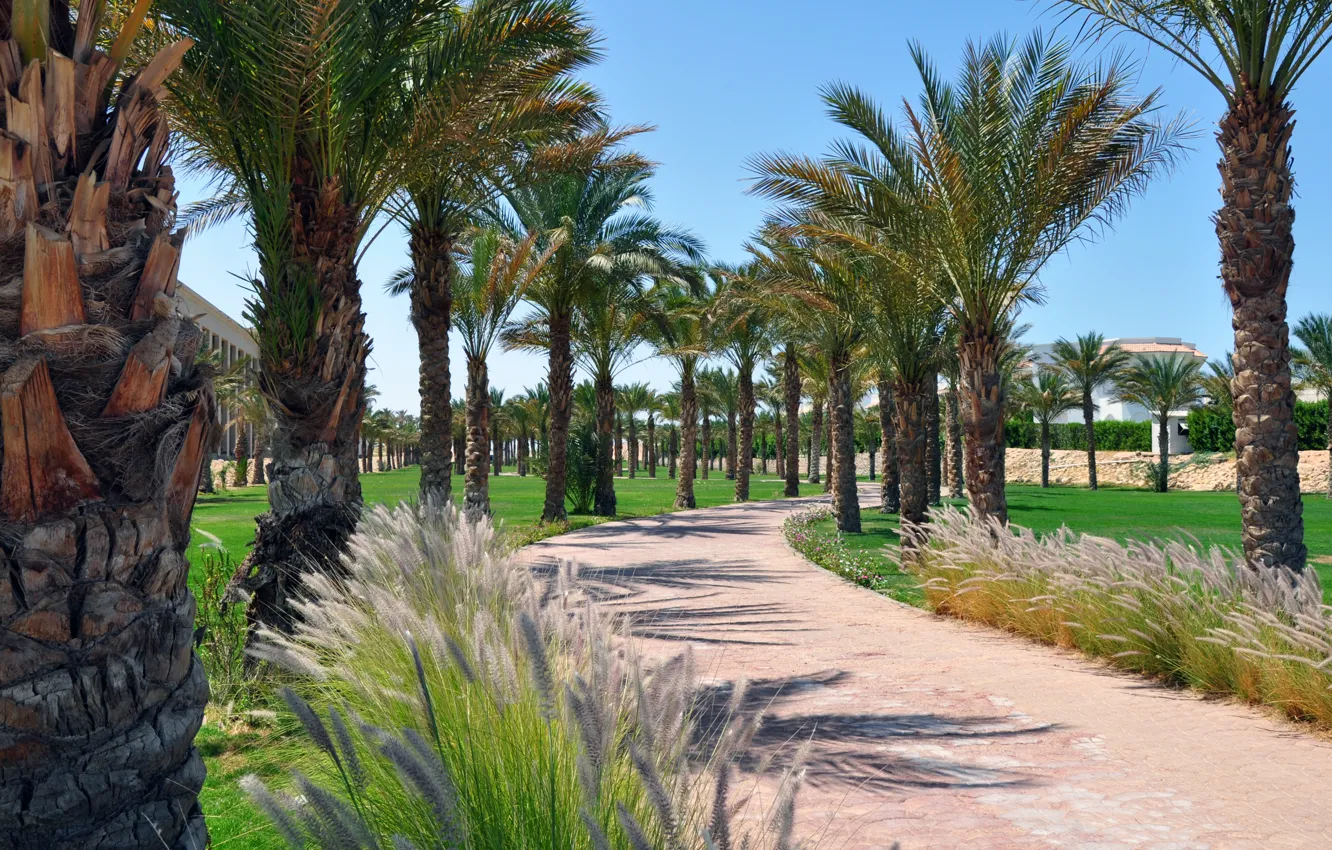Photo wallpaper road, summer, palm trees