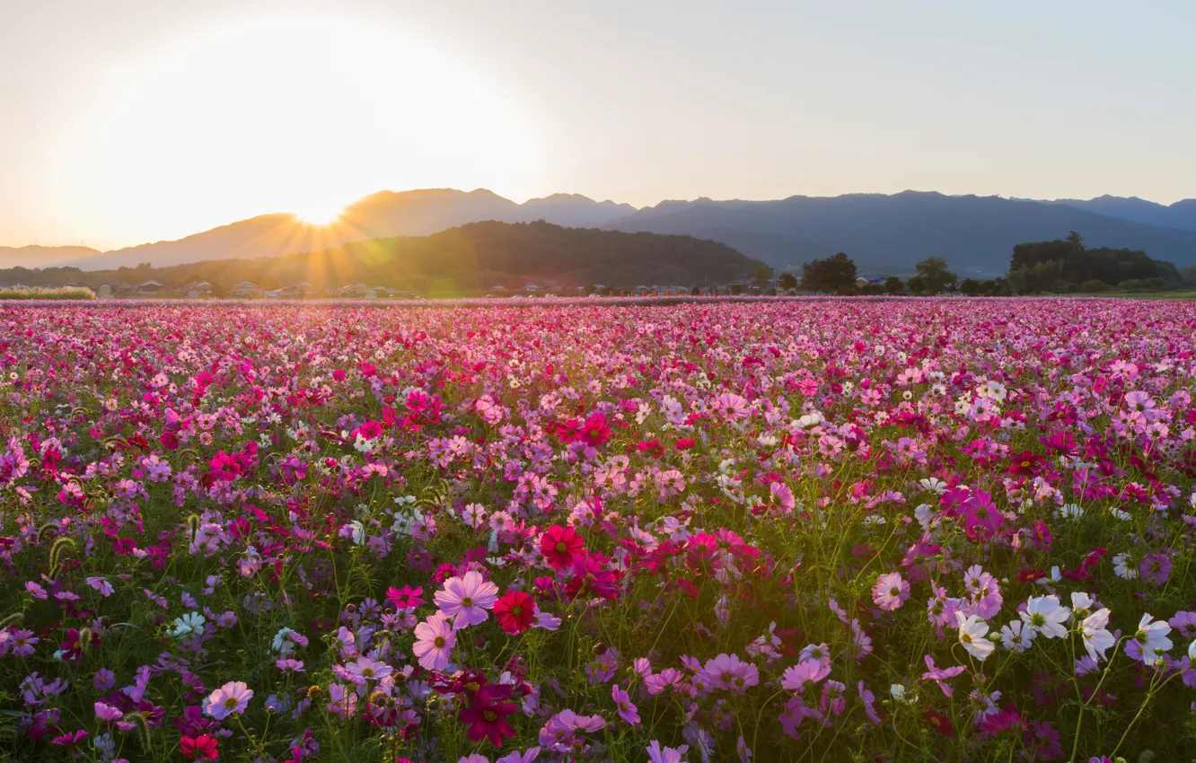 Photo wallpaper field, the sky, the sun, rays, landscape, flowers, mountains, dawn