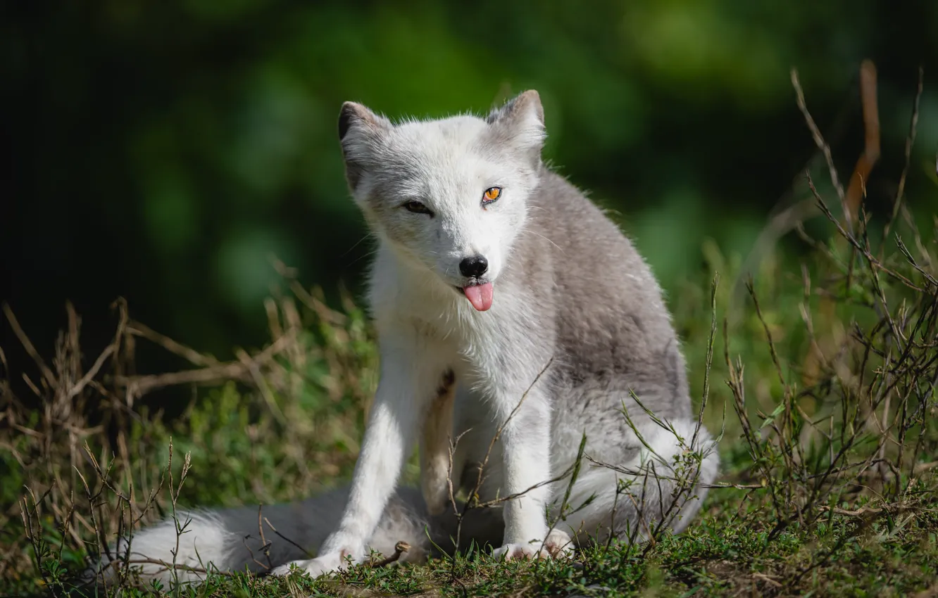 Photo wallpaper language, grass, look, face, pose, sitting, Fox, bokeh
