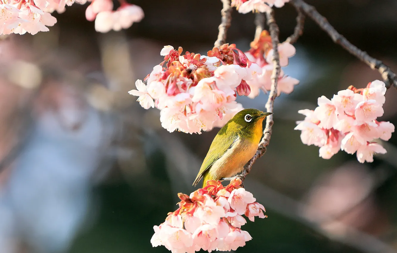 Photo wallpaper branches, bokeh, nature, white-eyed, the sun, bird, flowers