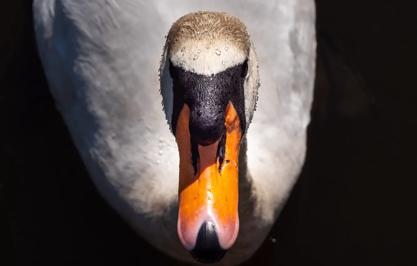Photo wallpaper nature, bird, Swan