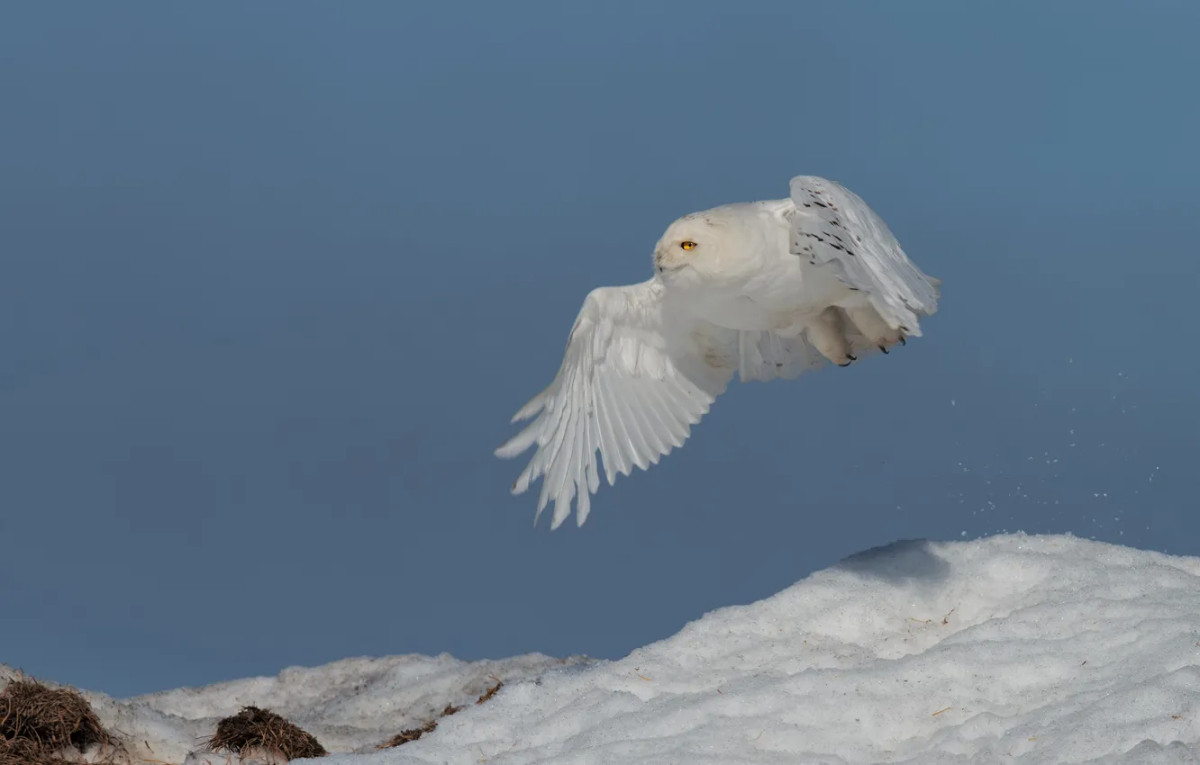 Photo wallpaper white, bird, blue sky, wings, snow, owl, winter, flight