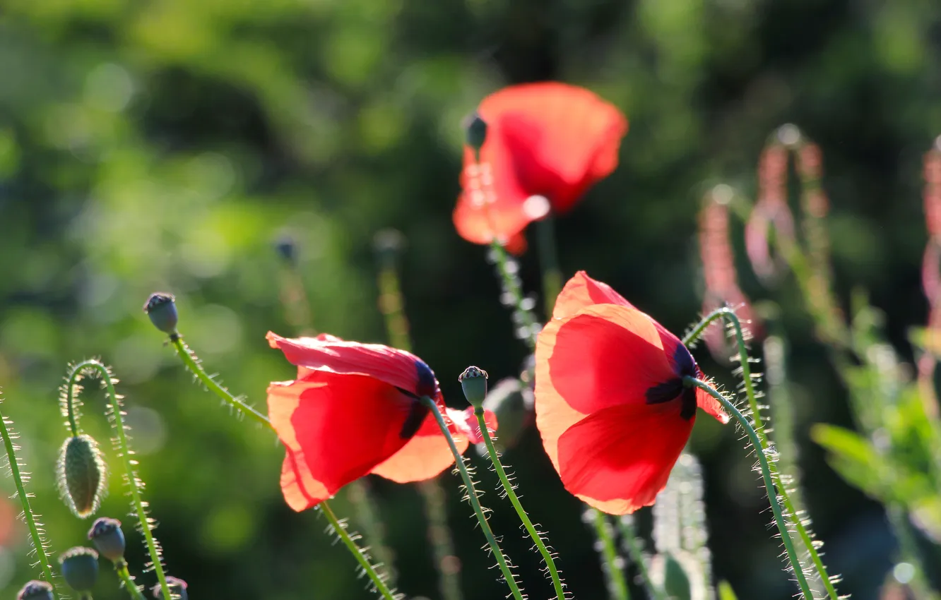 Photo wallpaper red, flower, poppy