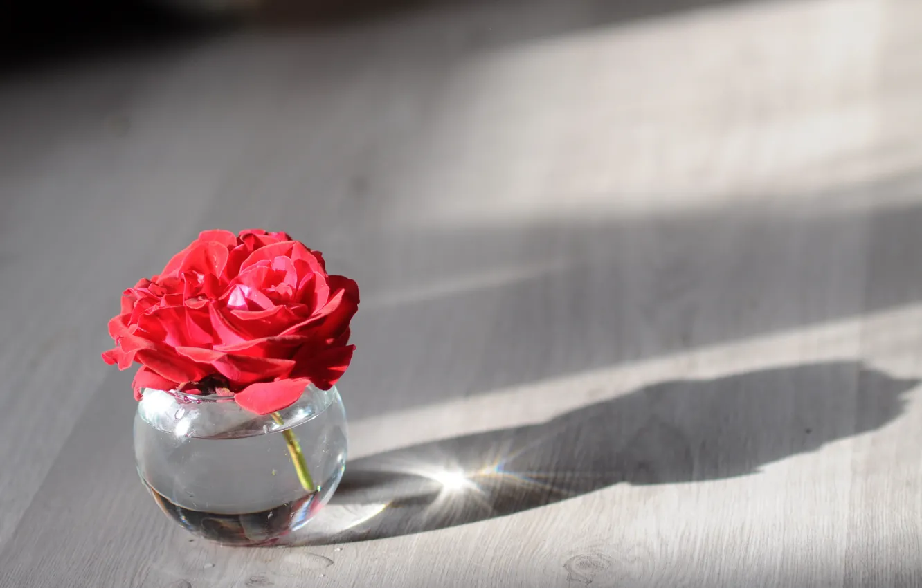 Photo wallpaper background, roses, Bank