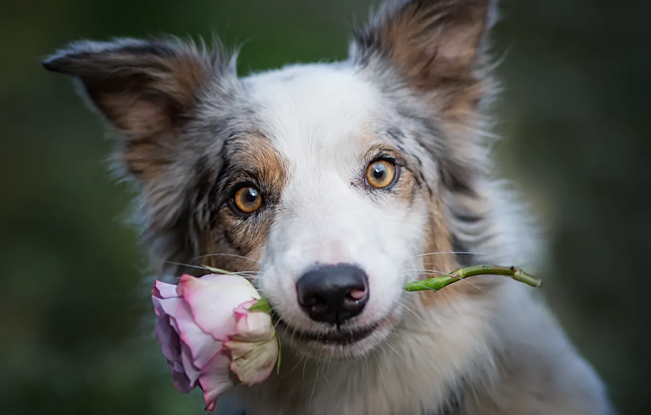 Photo wallpaper each, roses, dog
