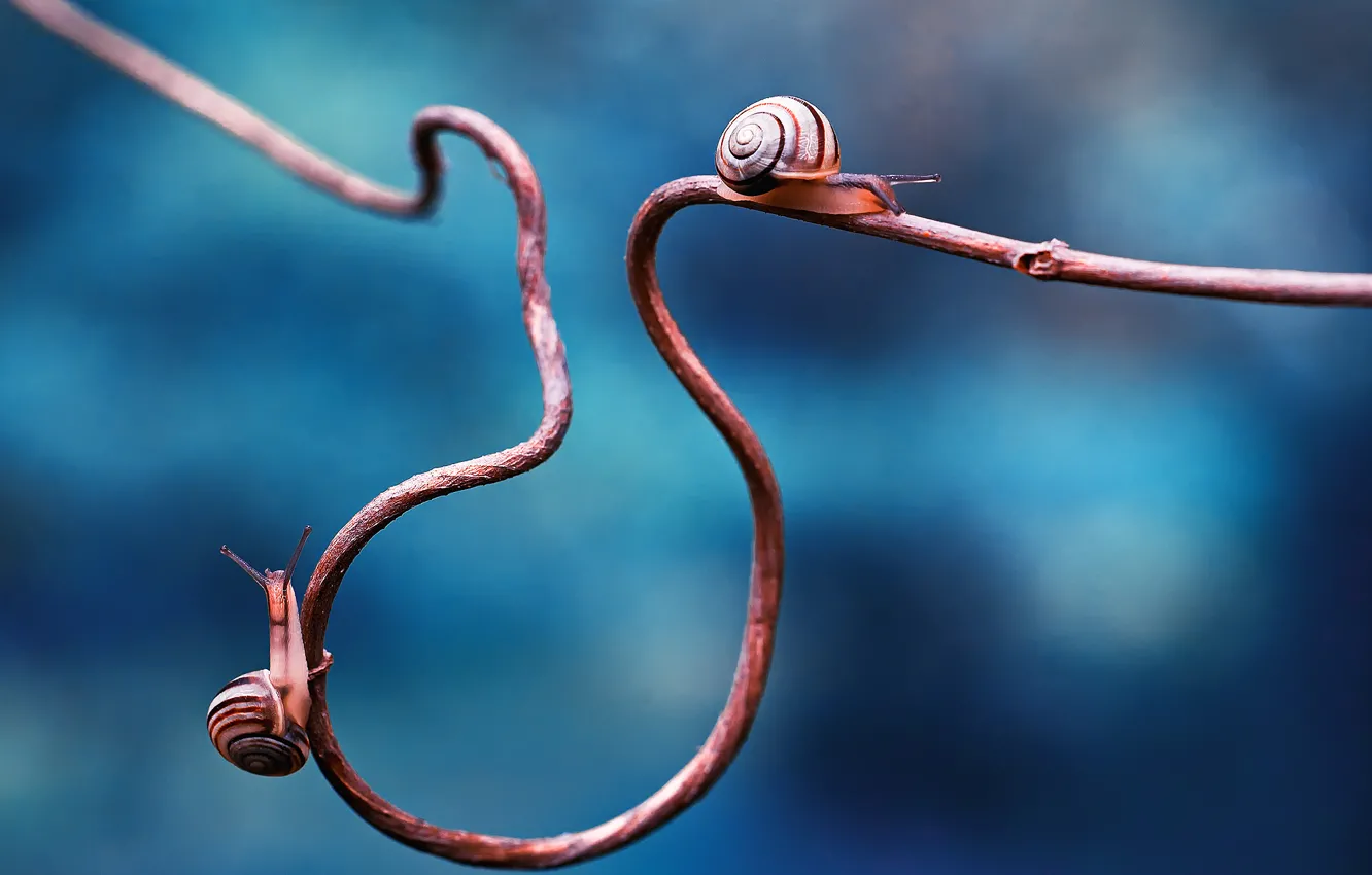 Photo wallpaper branches, two, snail