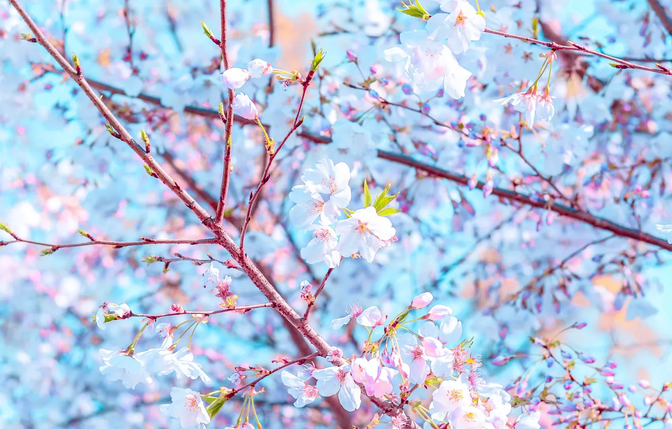 Photo wallpaper flowers, branches, spring, flowering