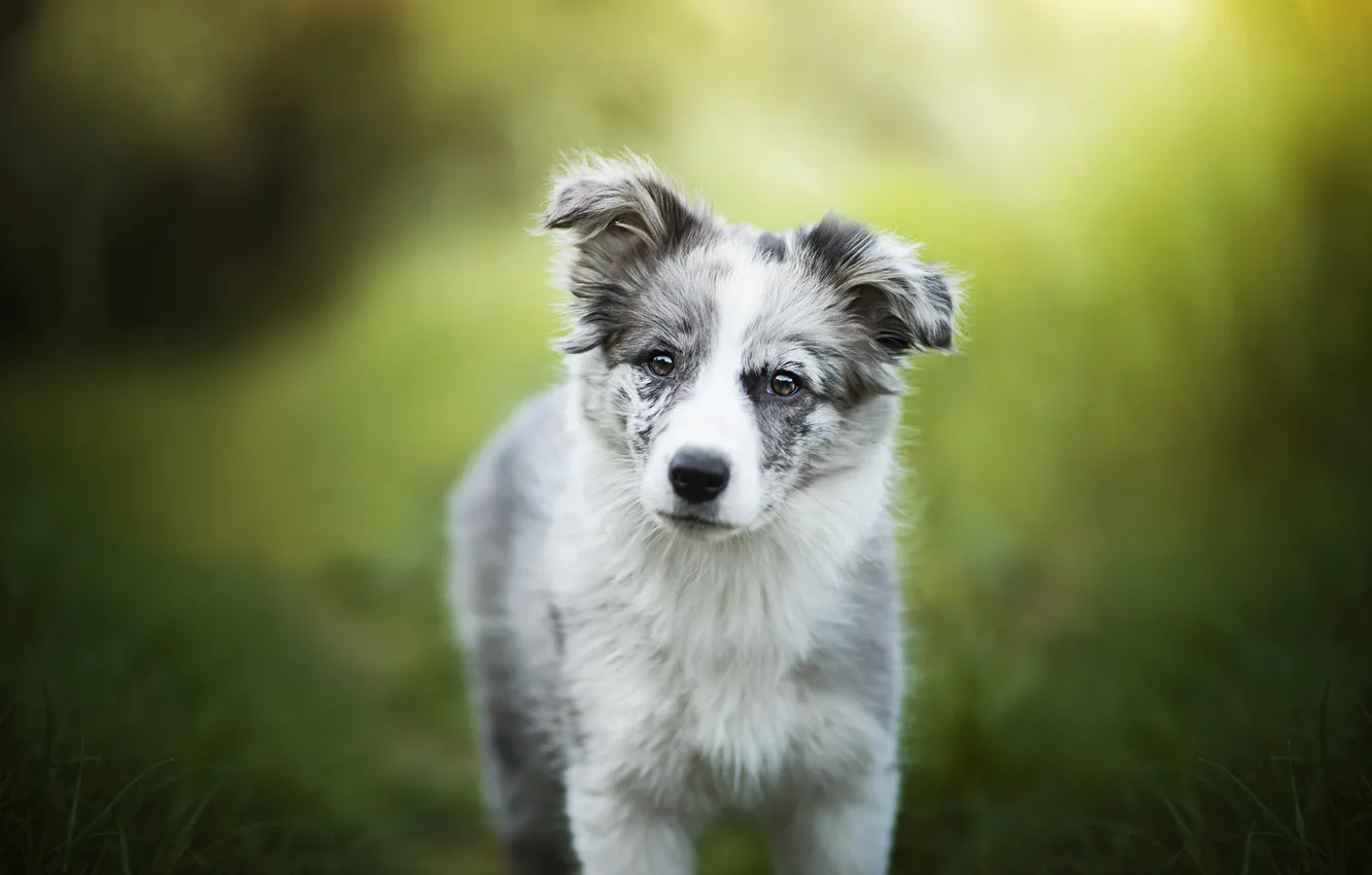 Photo wallpaper greens, puppy, dog, Alice, bokeh, Australian shepherd, Aussie