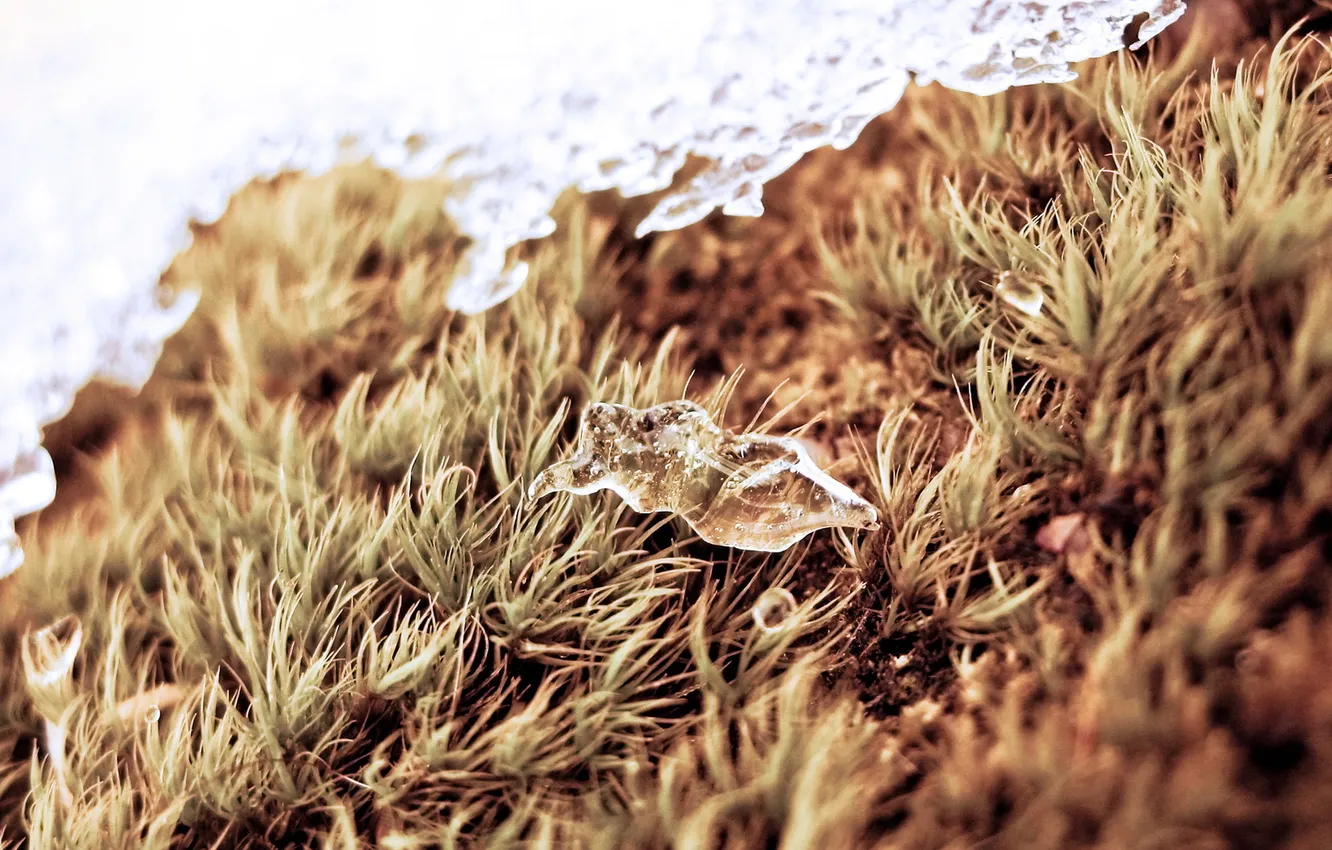 Photo wallpaper ice, grass, ice, grass, drop