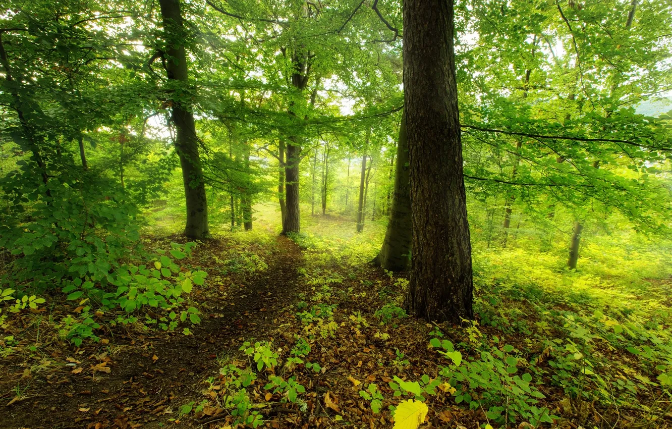 Photo wallpaper forest, trees, nature, photo