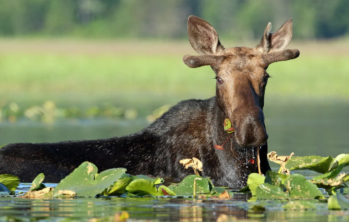 Photo wallpaper leaves, water, moose
