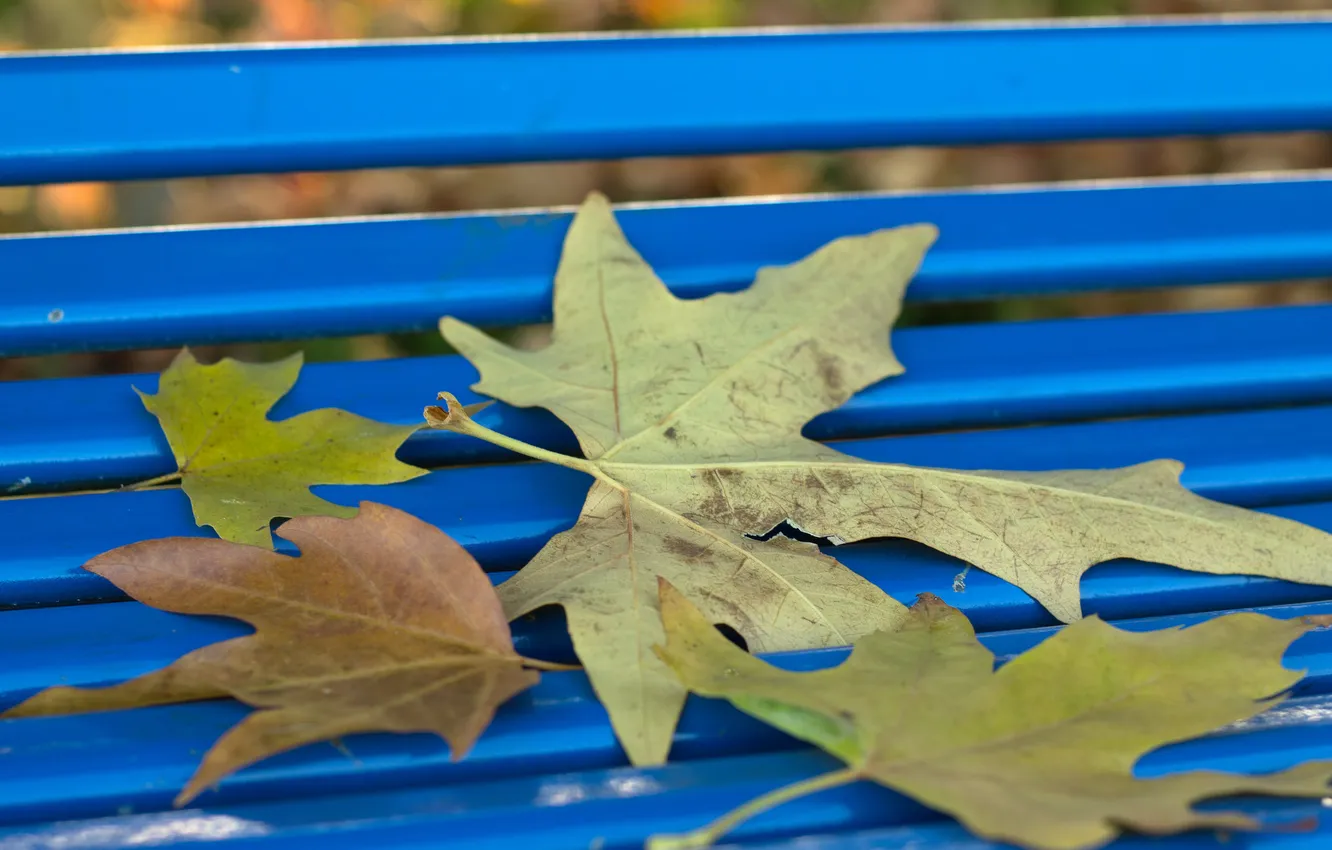 Photo wallpaper autumn, leaves, Park, bench