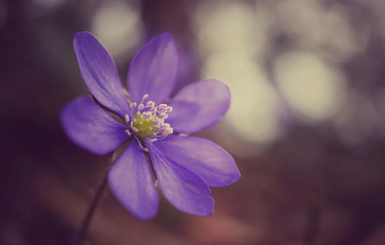 Photo wallpaper purple, macro, flowers, focus, lilac, anemones, The coppice, anemone