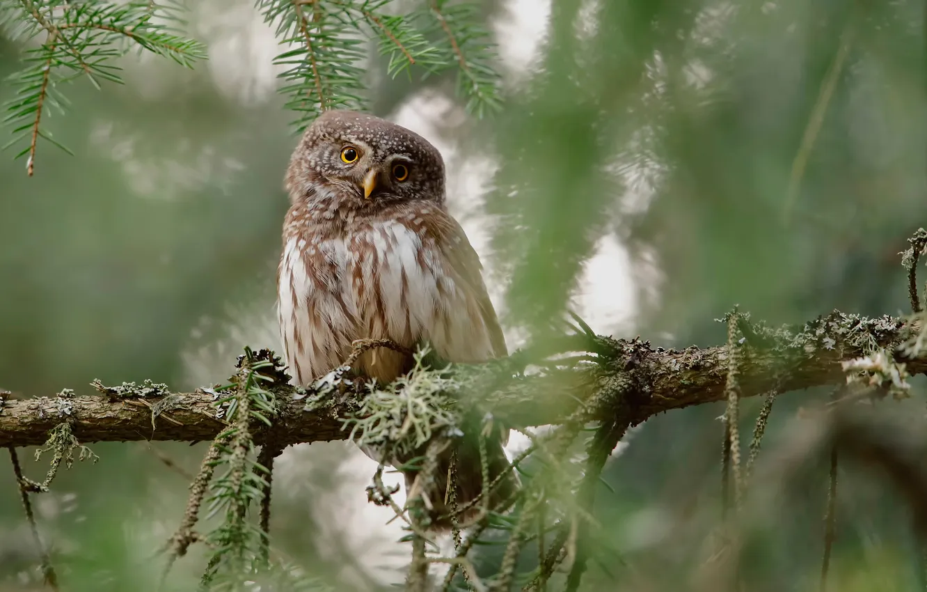Photo wallpaper branches, owl, bird, Pygmy Owl