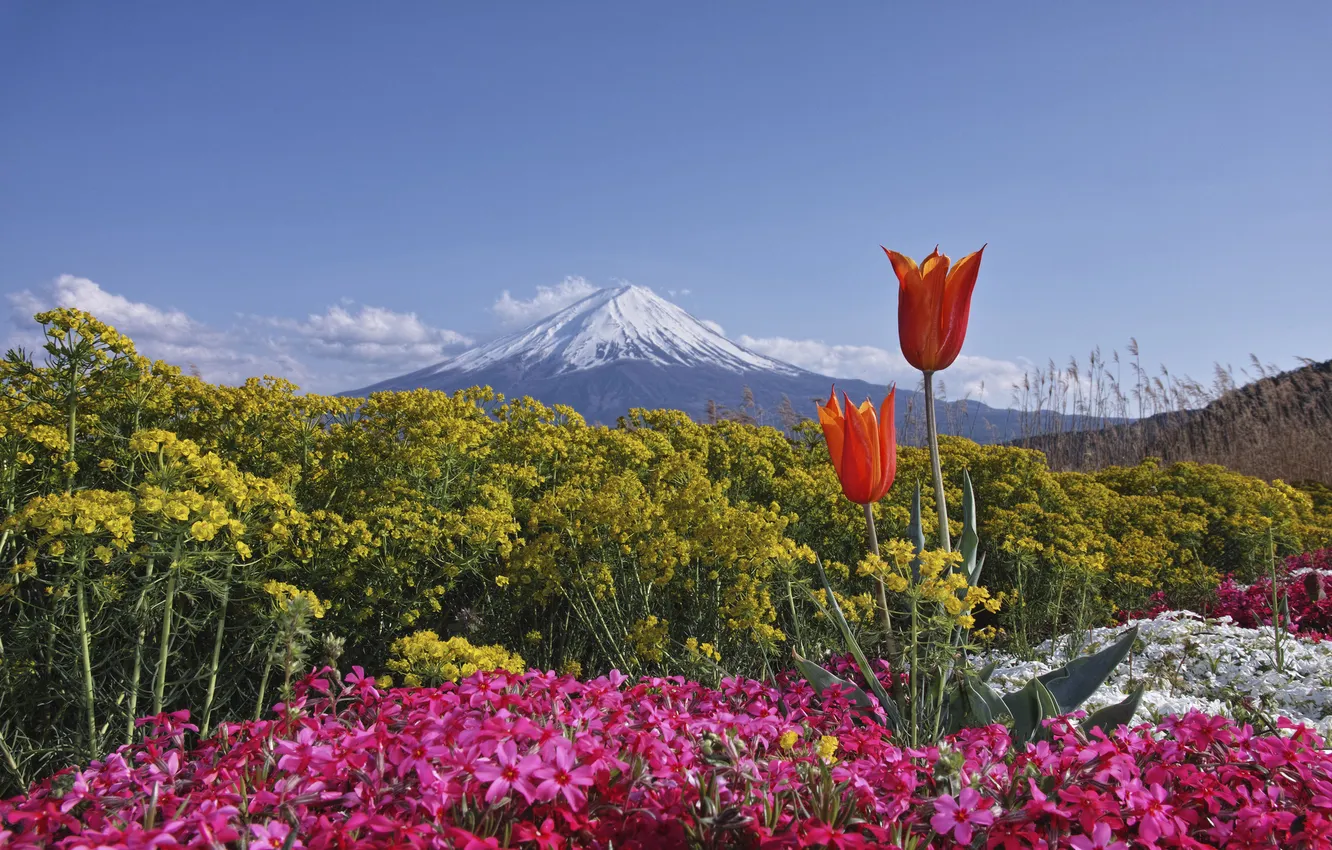 Photo wallpaper the sky, flowers, Japan, tulips, Fuji