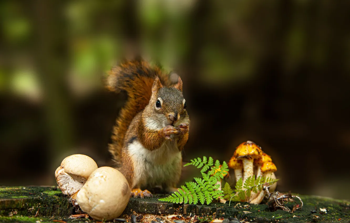 Photo wallpaper nature, mushrooms, protein