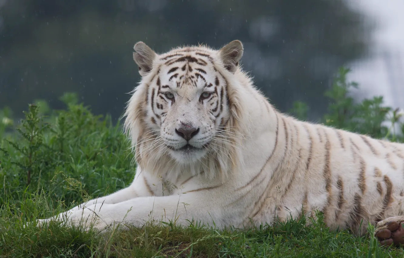Photo wallpaper cat, grass, white tiger