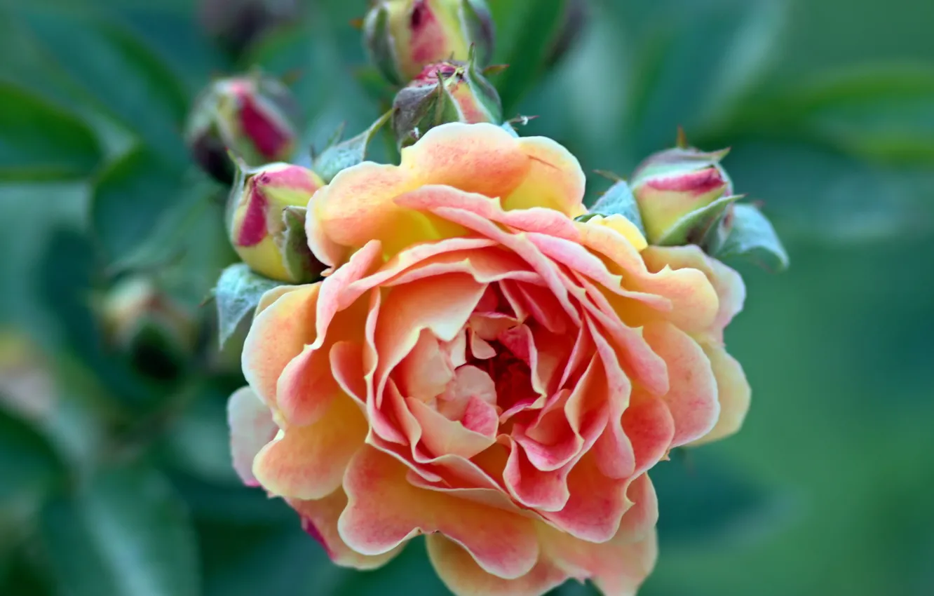 Photo wallpaper flower, pink, rose, buds, green background