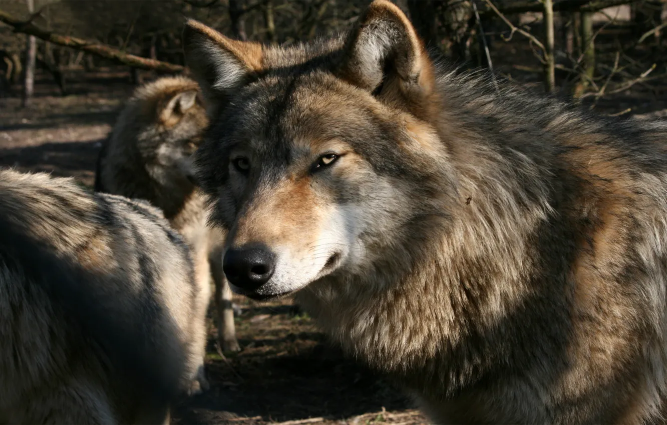 Photo wallpaper pack, wolves, Gray Wolf