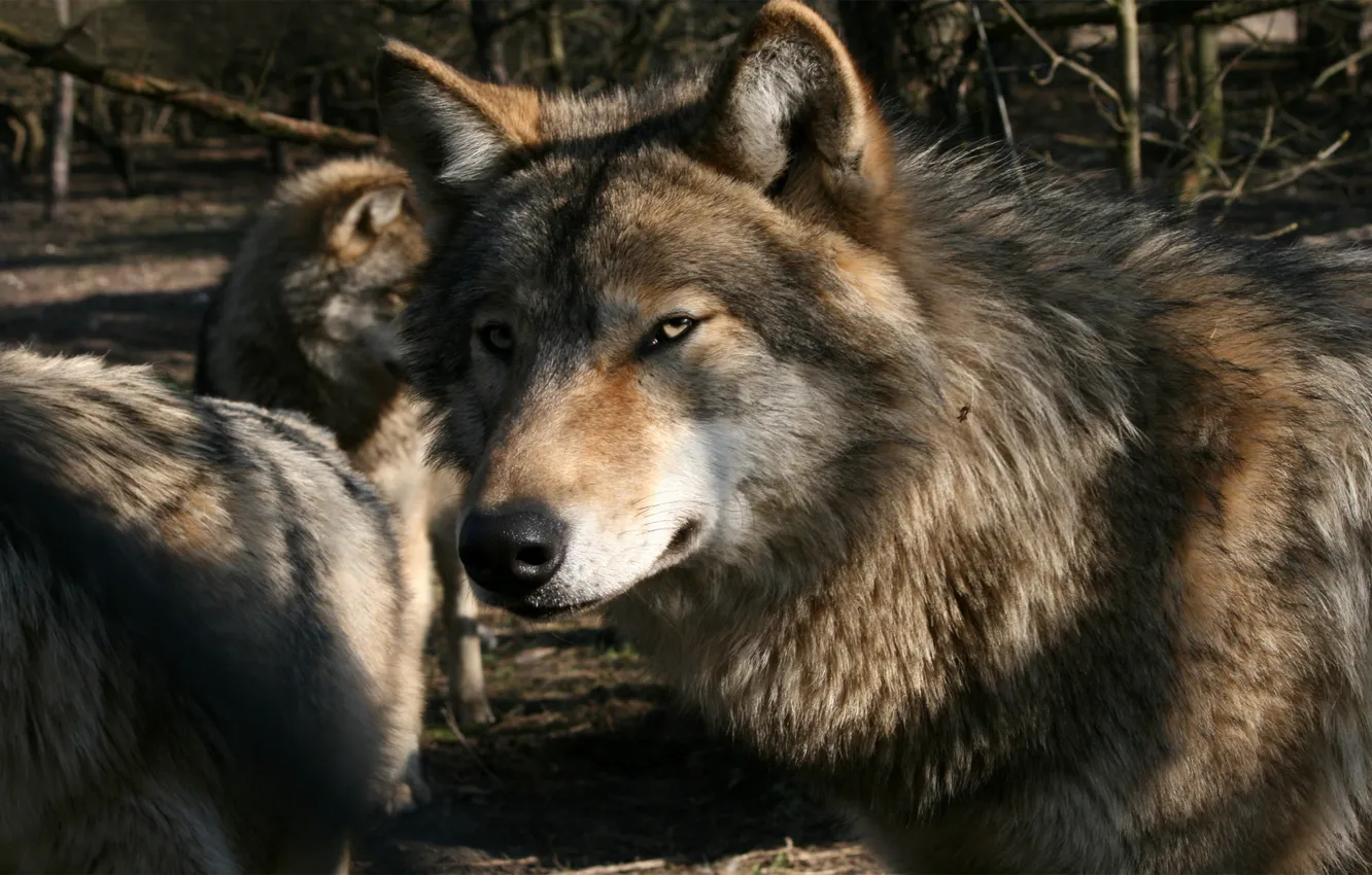 Photo wallpaper wolf, pack, Gray Wolf