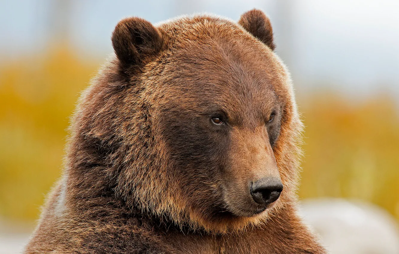 Photo wallpaper face, portrait, bear, beast, grizzly