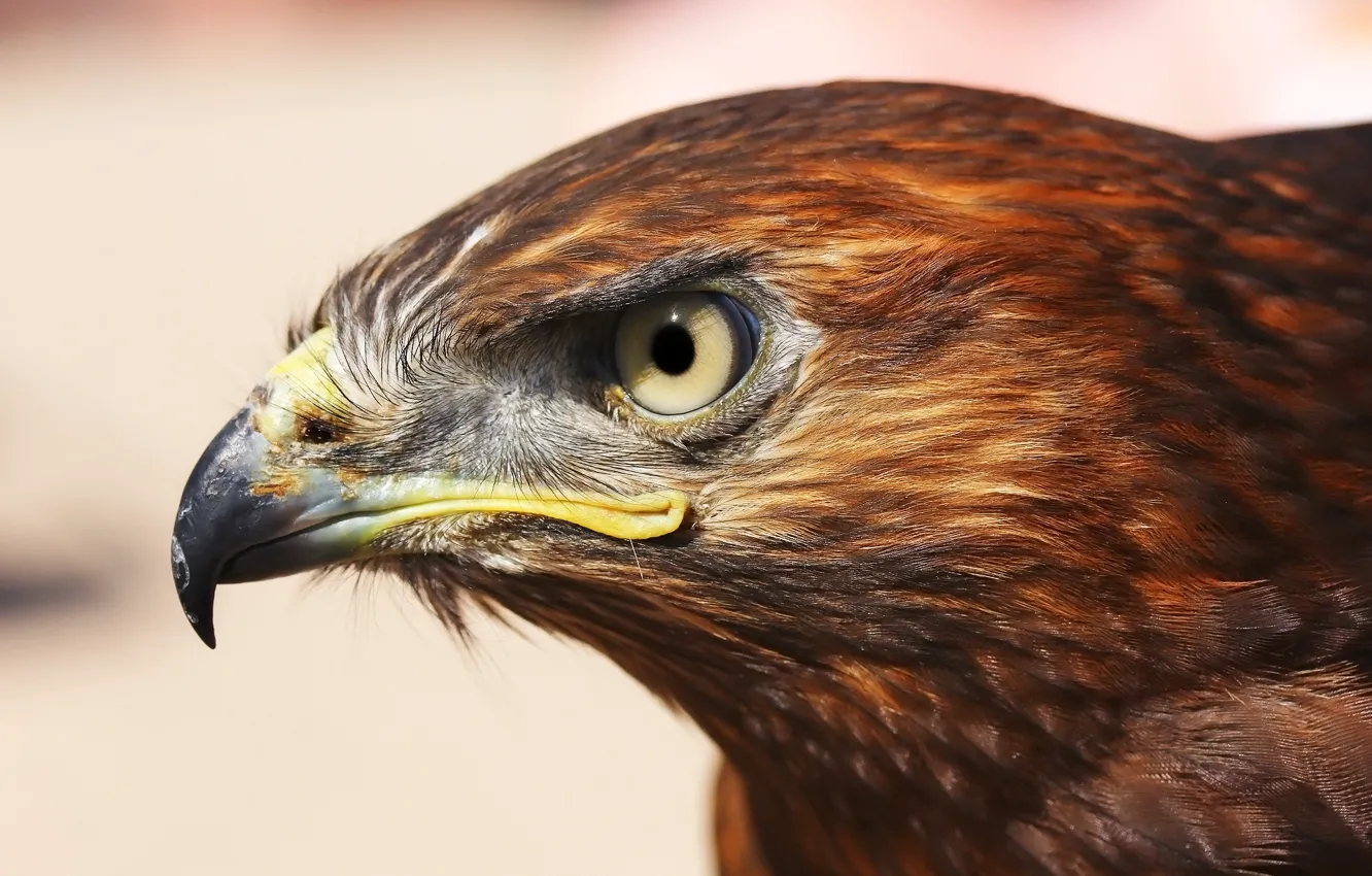 Photo wallpaper background, bird, predator, hawk