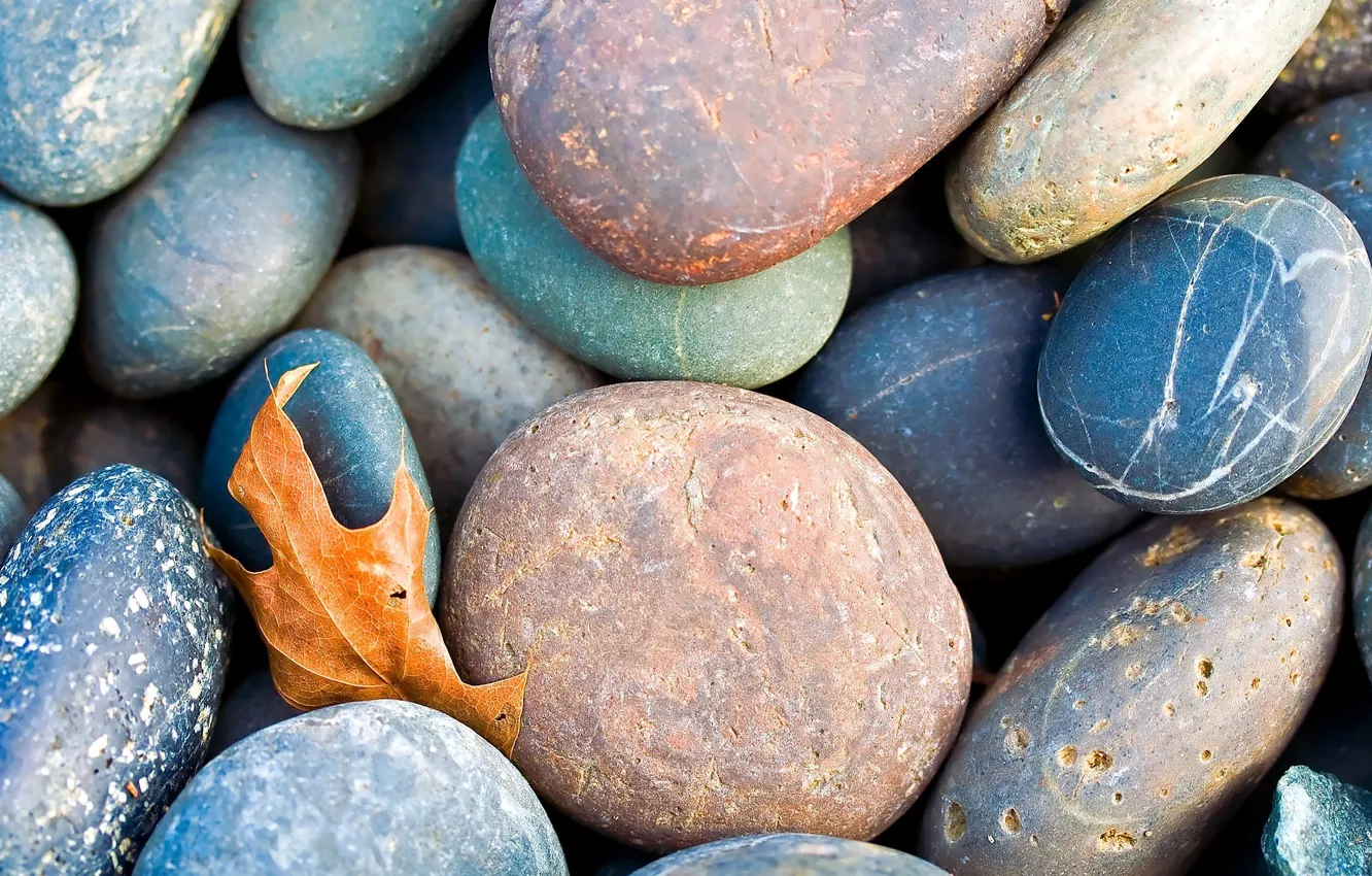 Photo wallpaper leaves, pebbles, stones, fallen