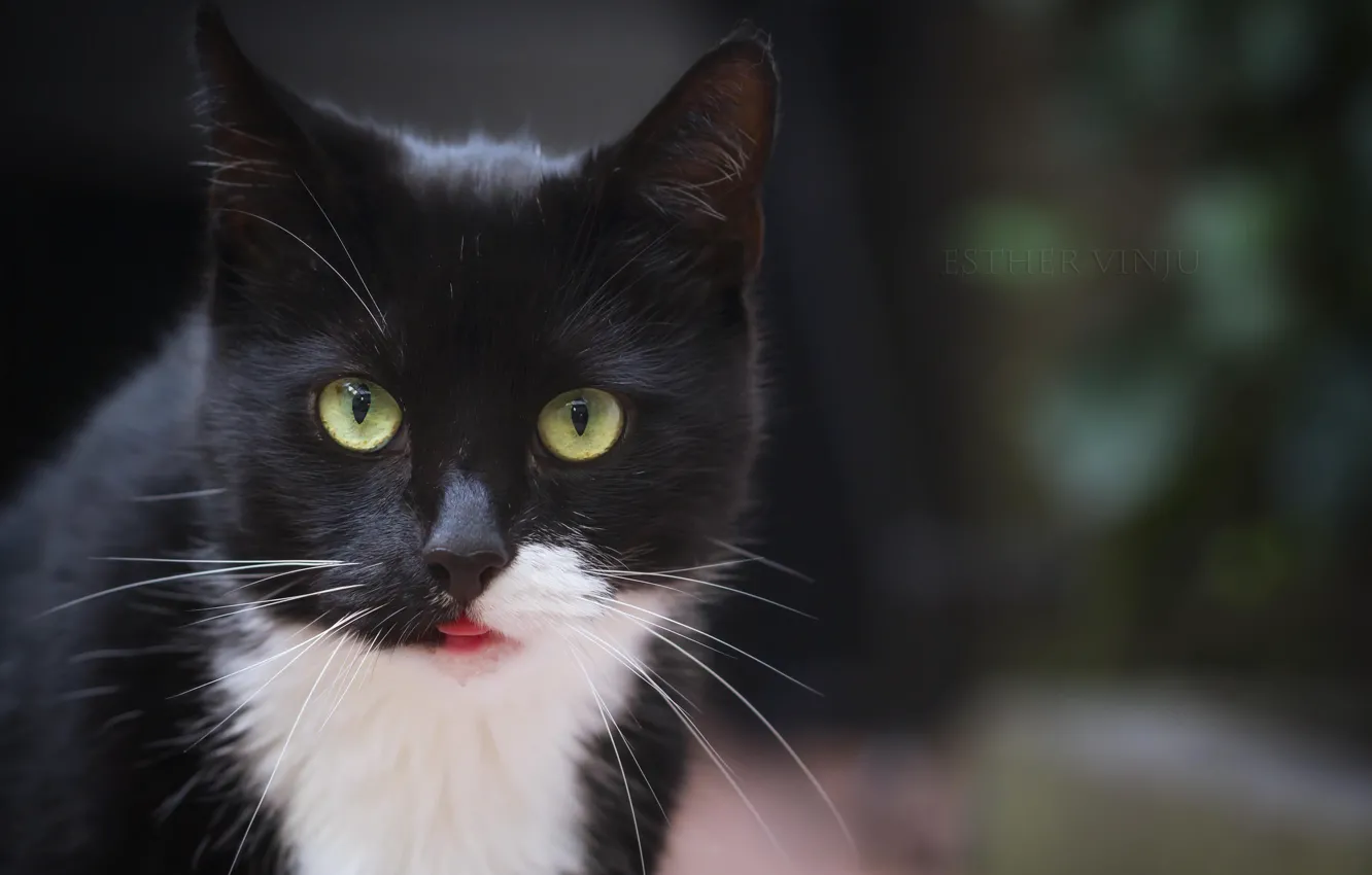 Photo wallpaper language, look, portrait, kitty