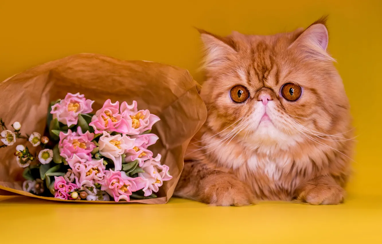 Photo wallpaper cat, cat, look, flowers, pose, paper, portrait, package