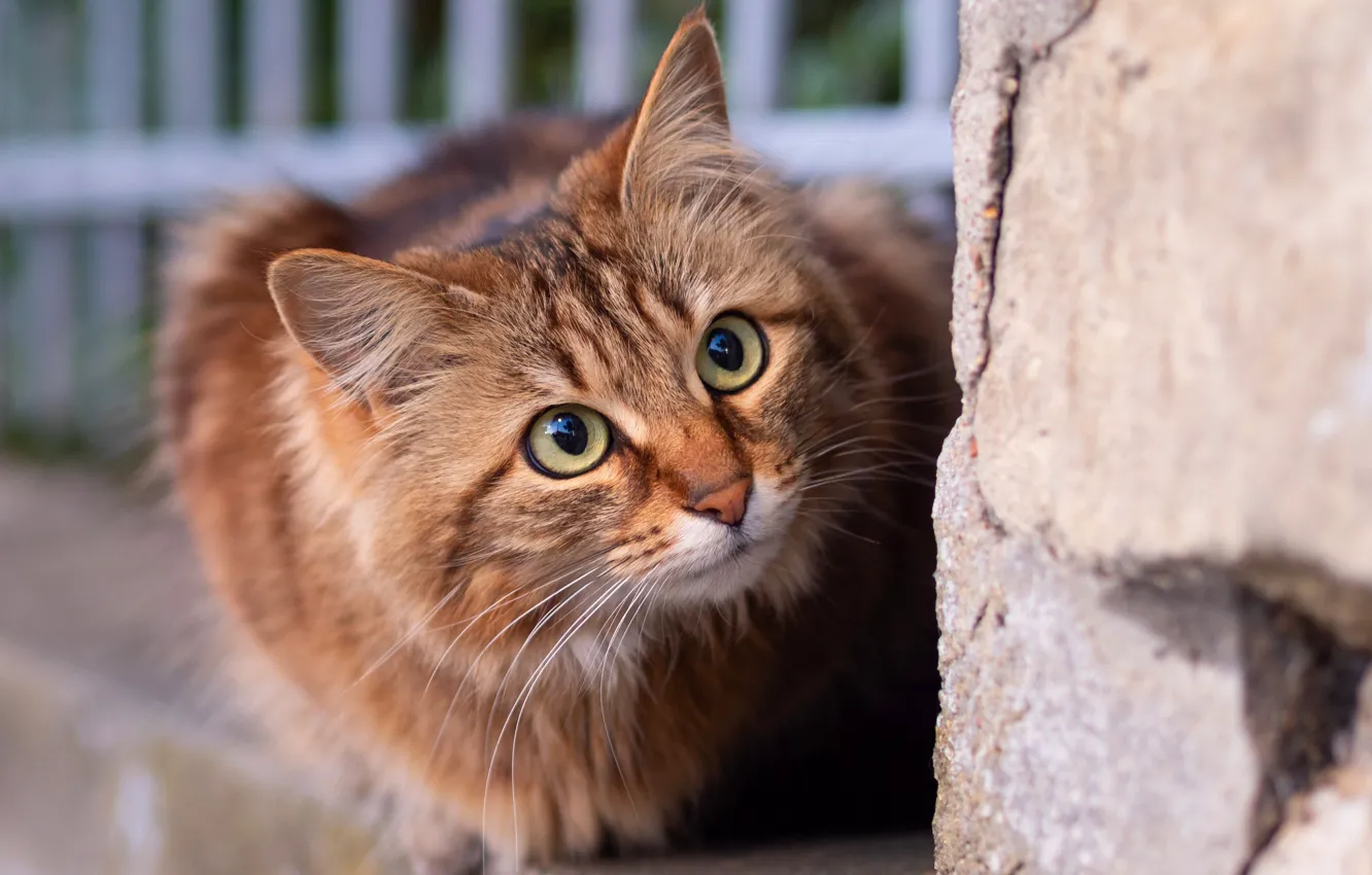 Photo wallpaper cat, cat, look, nature