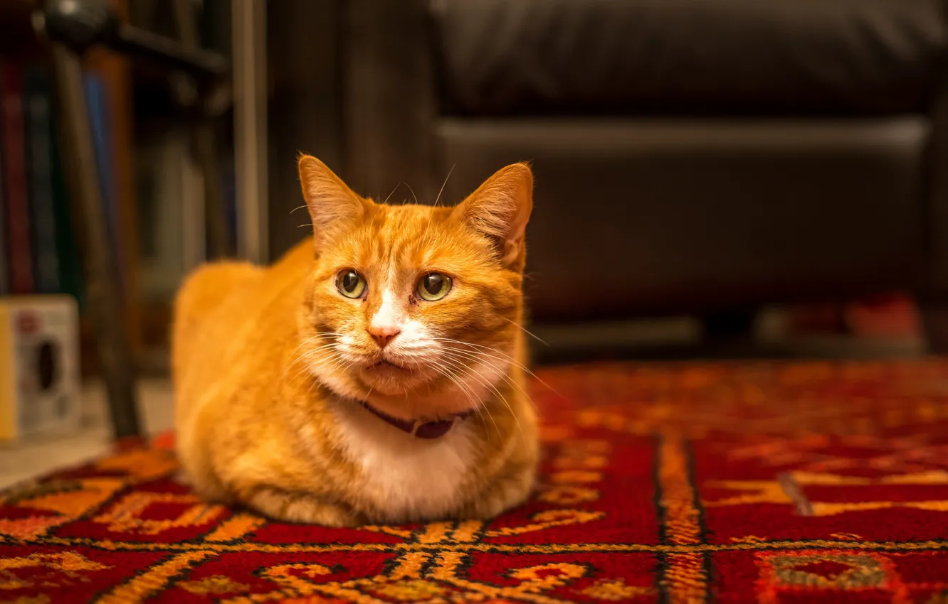 Photo wallpaper cat, red, cat