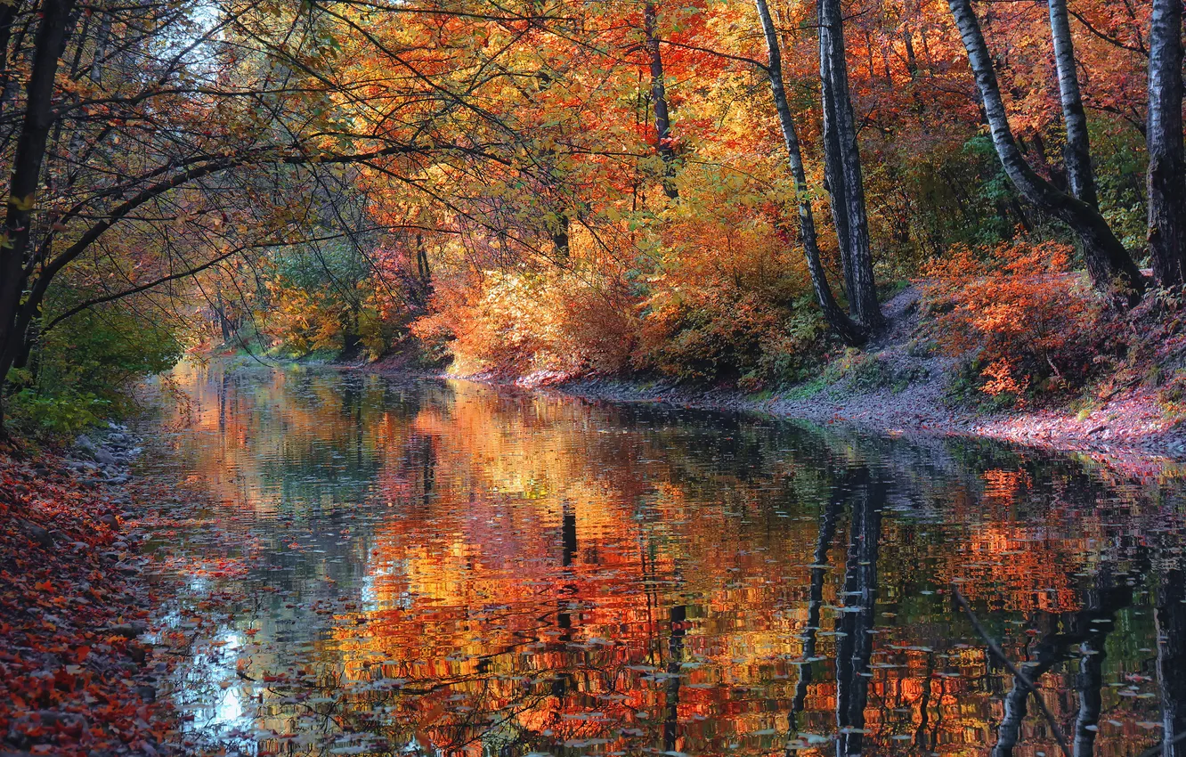 Photo wallpaper trees, autumn, leaves, Water Mirror