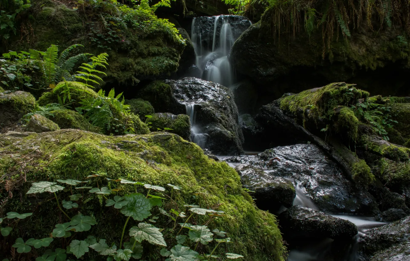Photo wallpaper forest, stream, stones, CA, USA, Trillium Falls