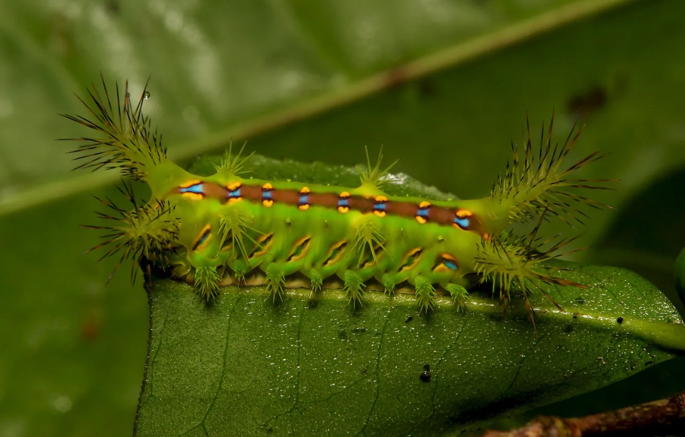 Photo wallpaper leaves, macro, caterpillar, spiked