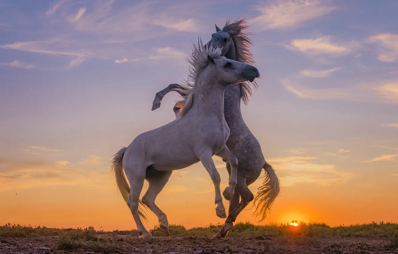 Photo wallpaper sunset, horse, a couple