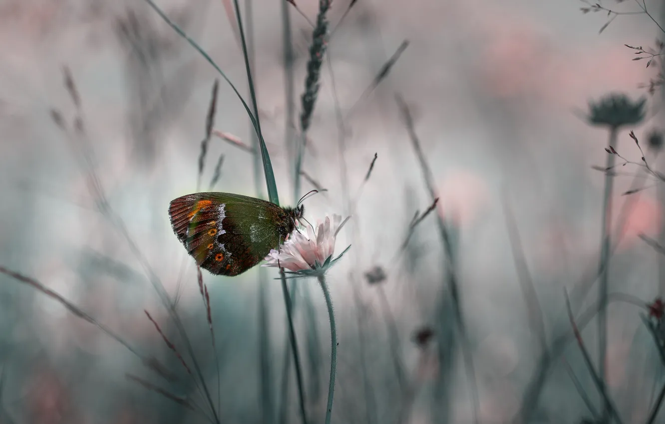 Photo wallpaper flower, grass, macro, nature, butterfly, insect